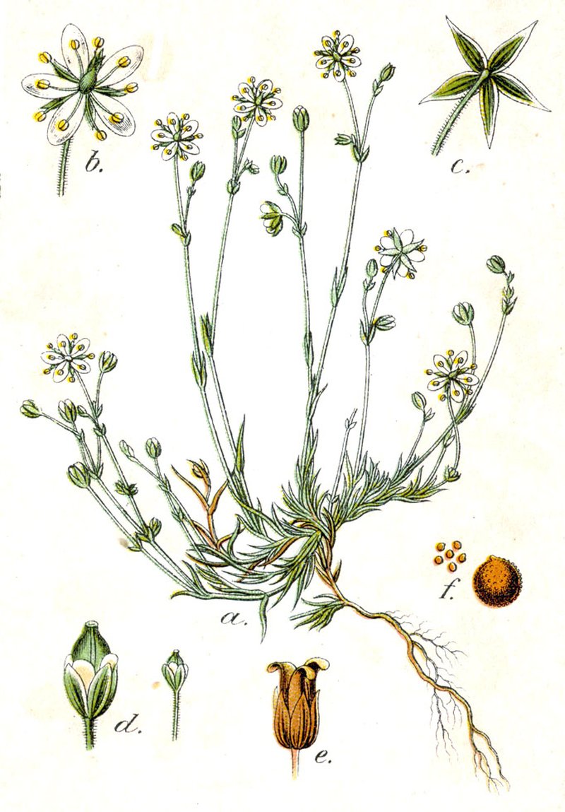 Minuartia verna