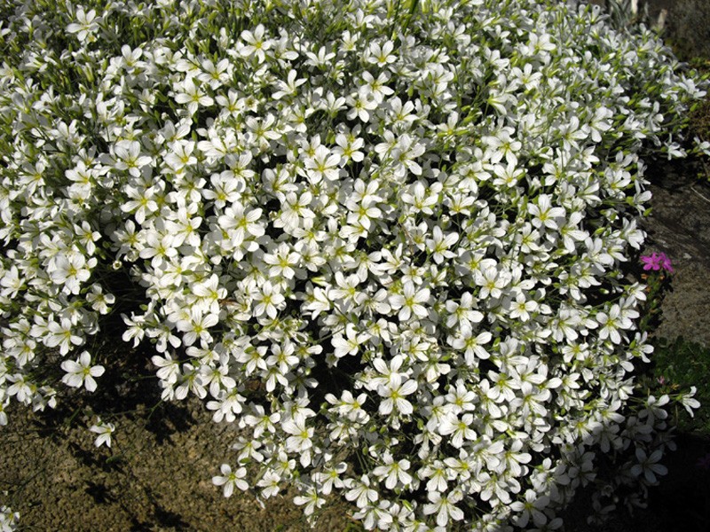 Yukon Stitchwort