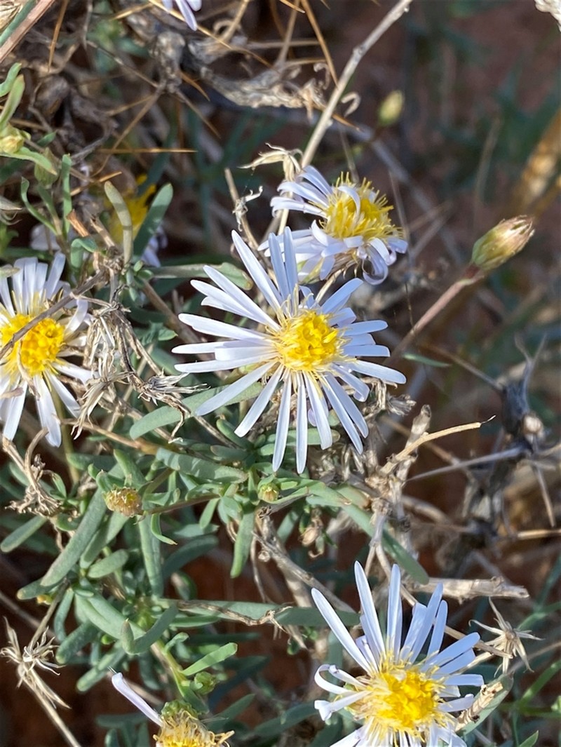 Minuria cunninghamii