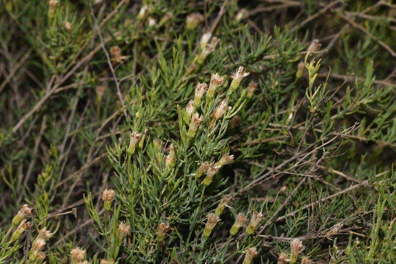Minuria cunninghamii photo 2