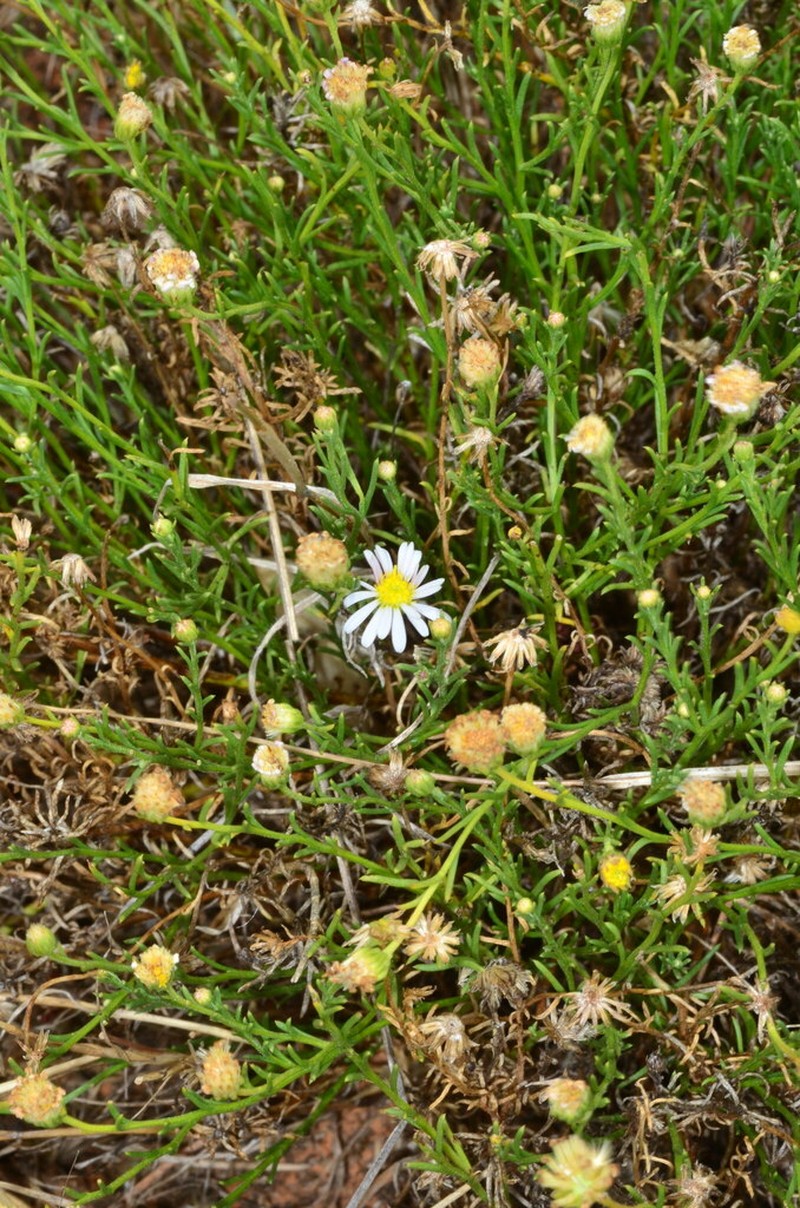 Minuria cunninghamii photo 3