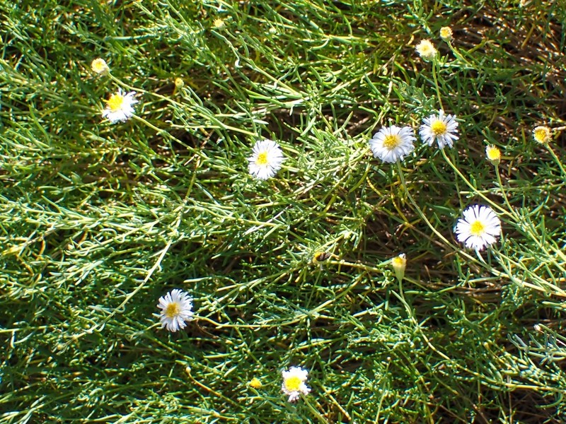 Minuria cunninghamii photo 4