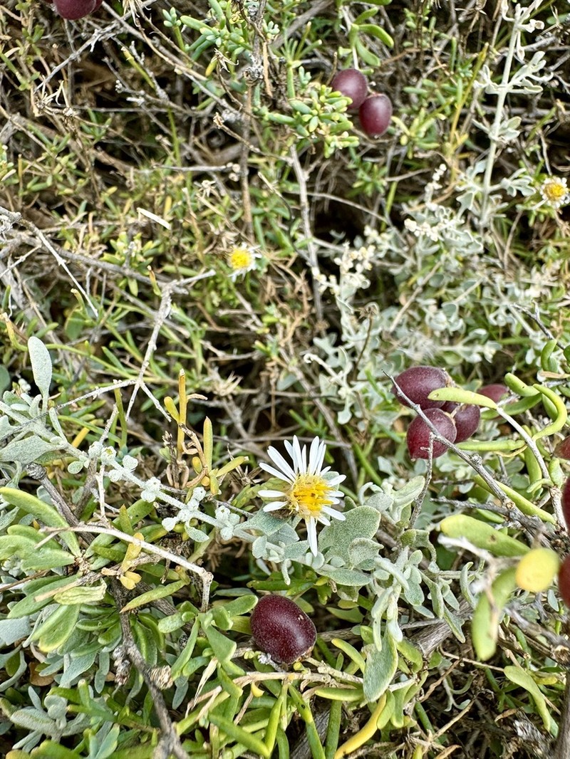 Minuria cunninghamii photo 5