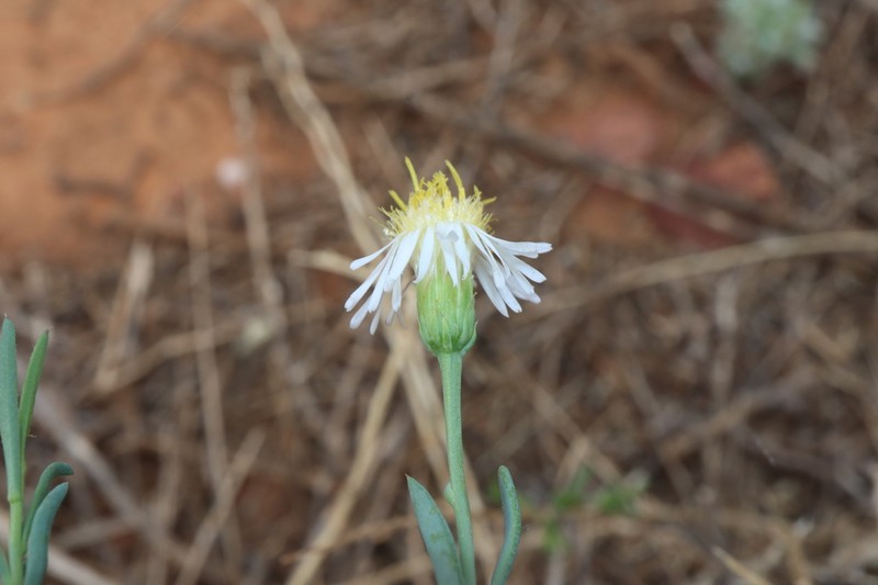 Minuria cunninghamii photo 6