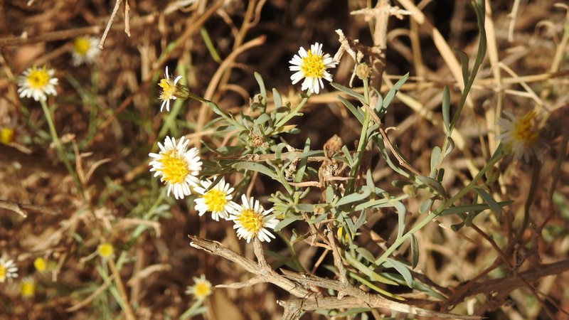 Minuria cunninghamii photo 7