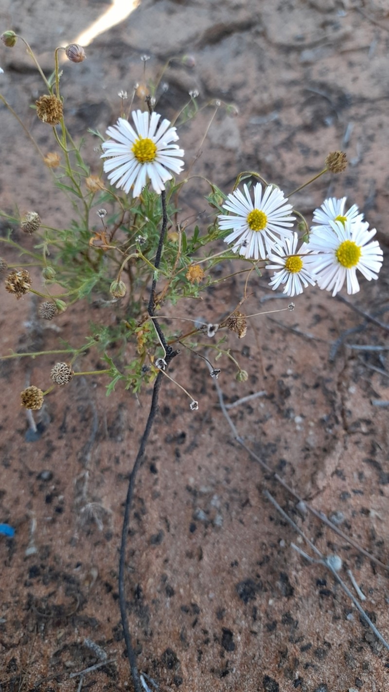 Minuria denticulata