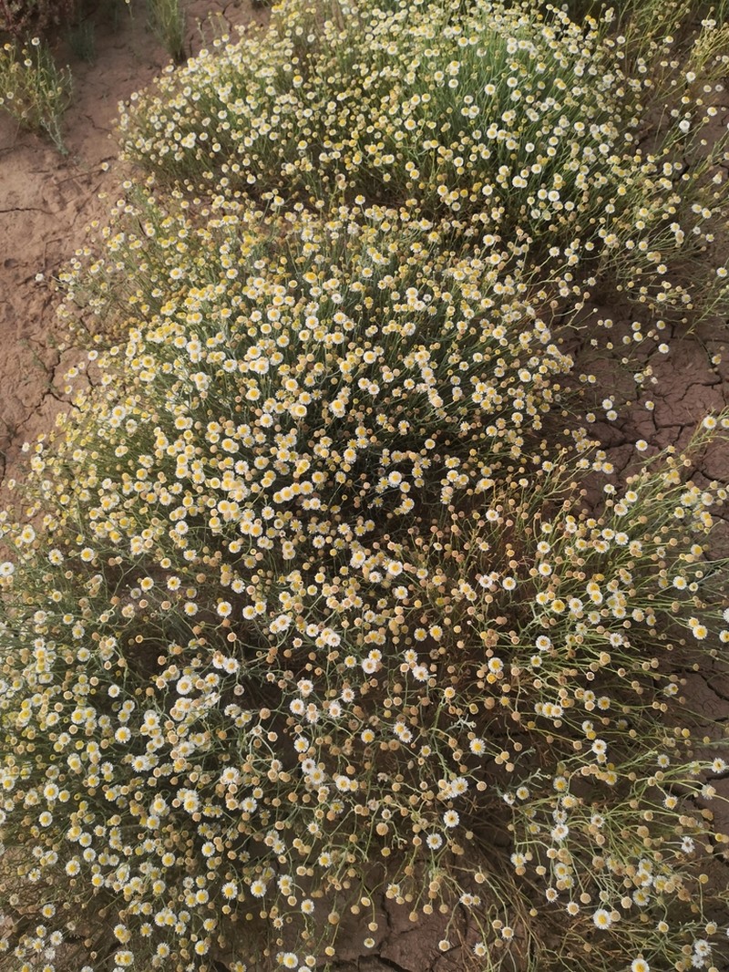 Minuria denticulata photo 2