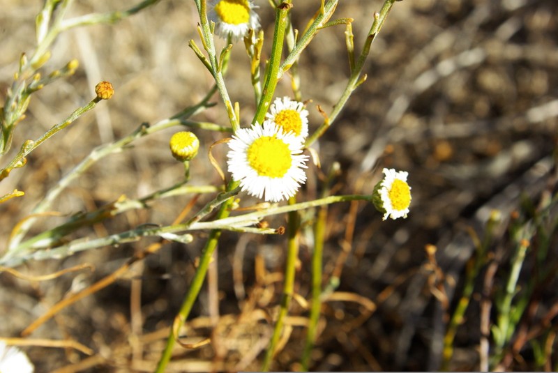 Minuria denticulata photo 3