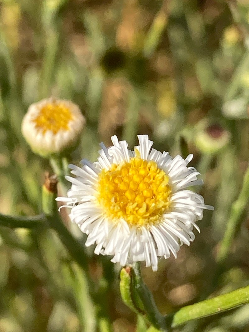 Minuria denticulata photo 4