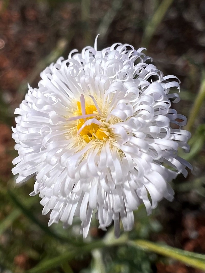 Minuria denticulata photo 5