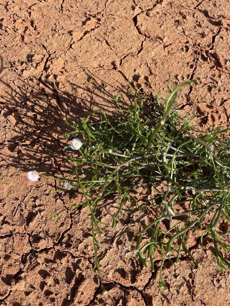Minuria denticulata photo 6