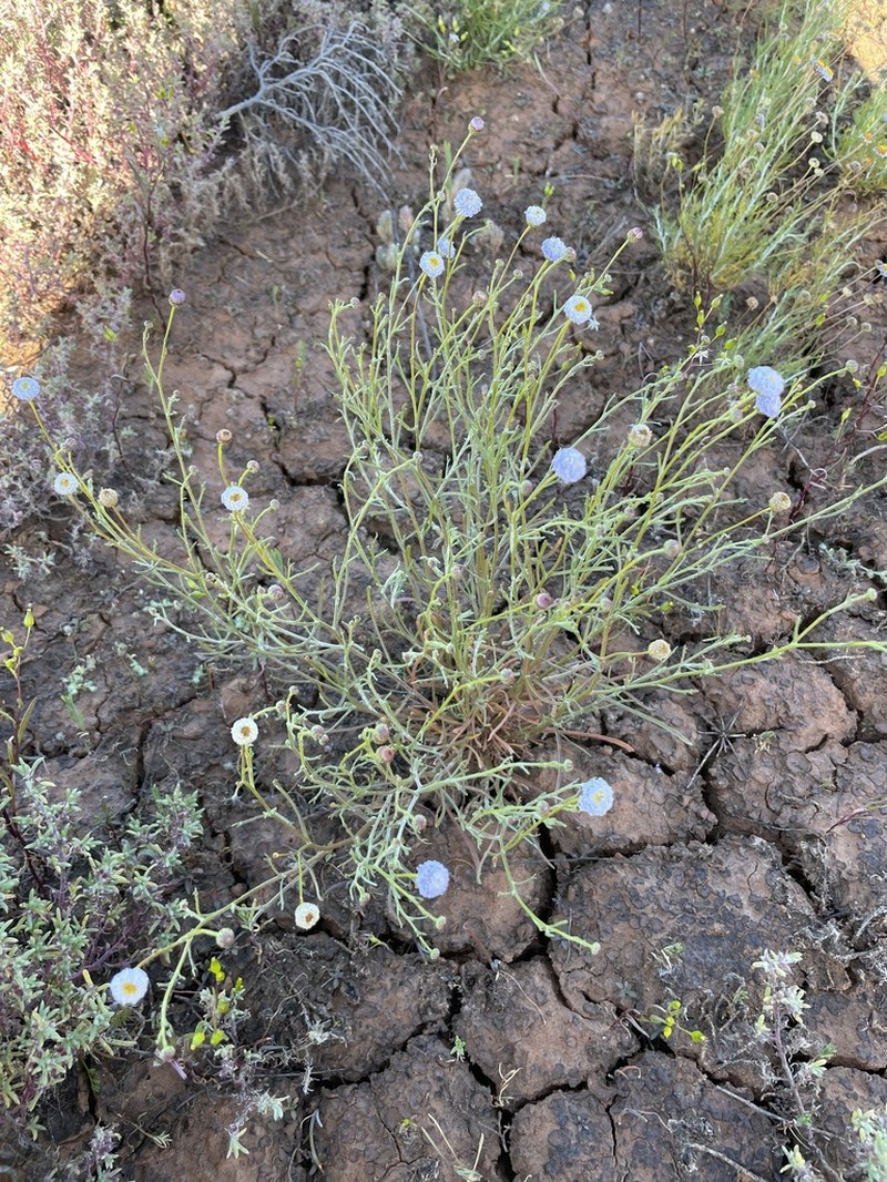 Minuria denticulata photo 7