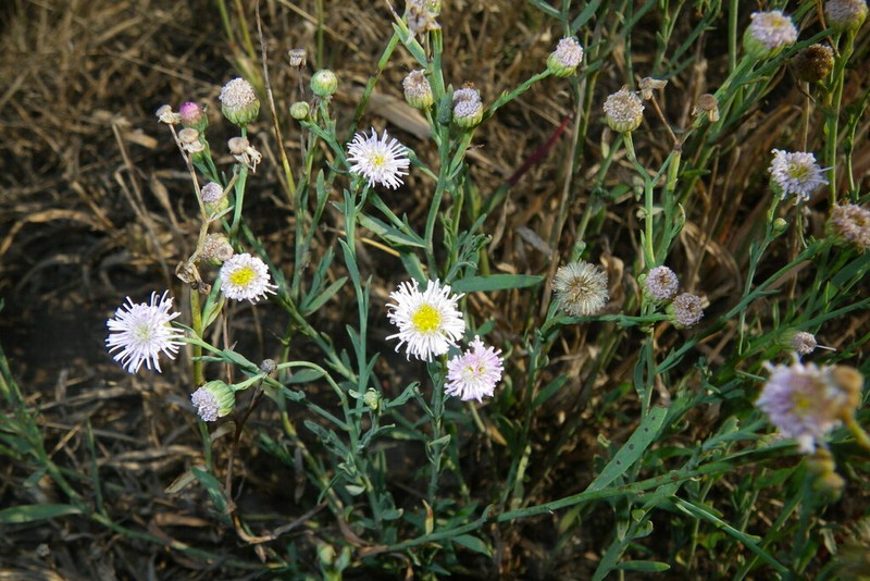 Minuria integerrima photo 3