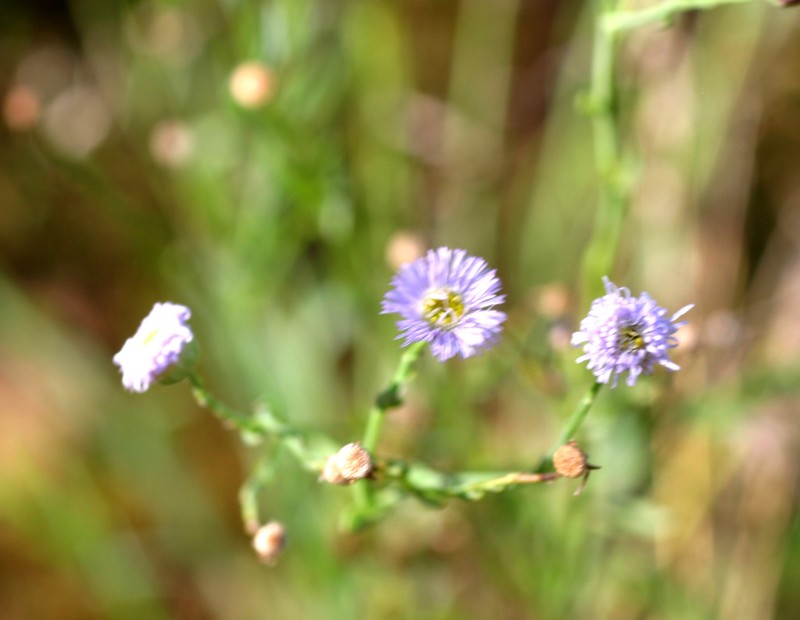 Minuria integerrima photo 5