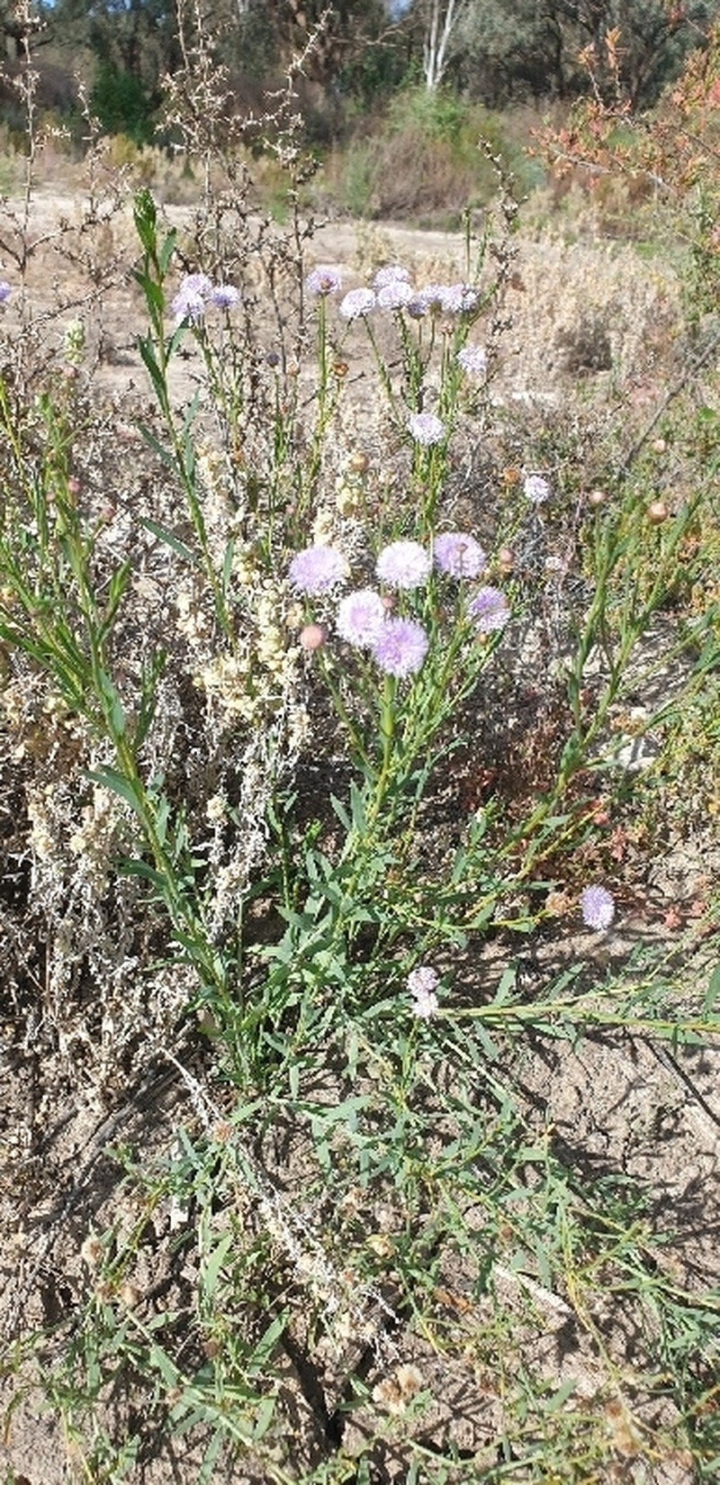 Minuria integerrima photo 7