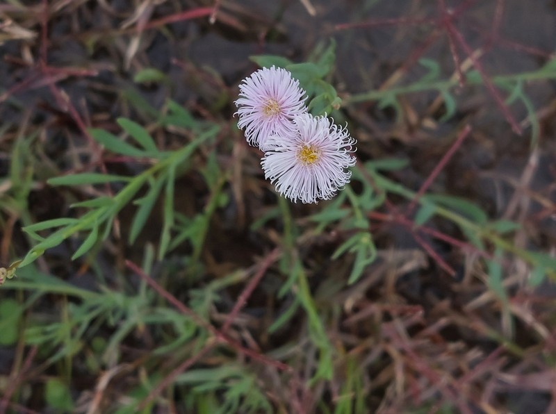Minuria integerrima photo 8