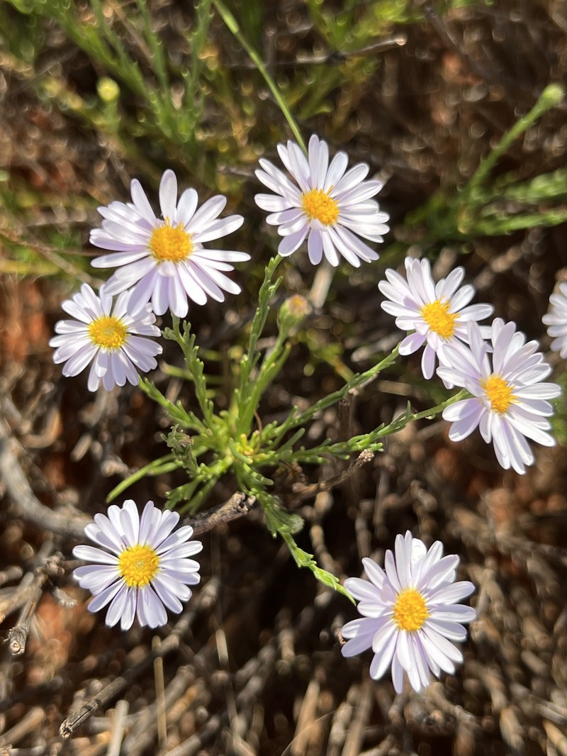 Minuria leptophylla