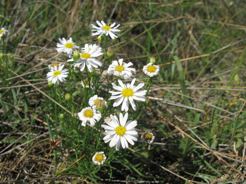 Minuria leptophylla photo 2