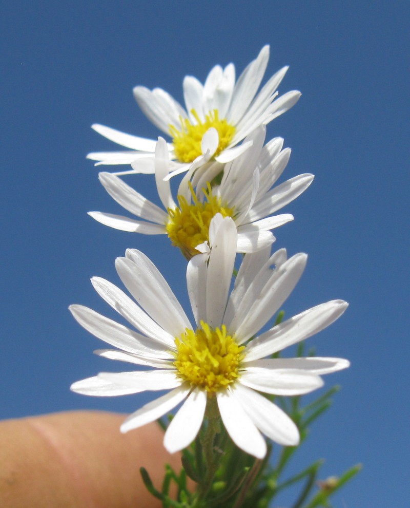 Minuria leptophylla photo 3