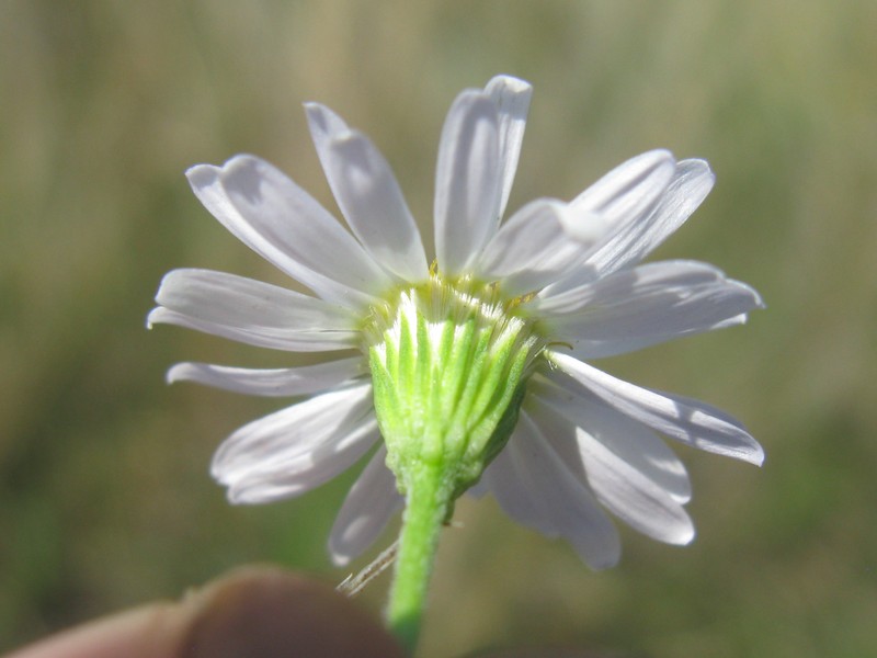 Minuria leptophylla photo 4