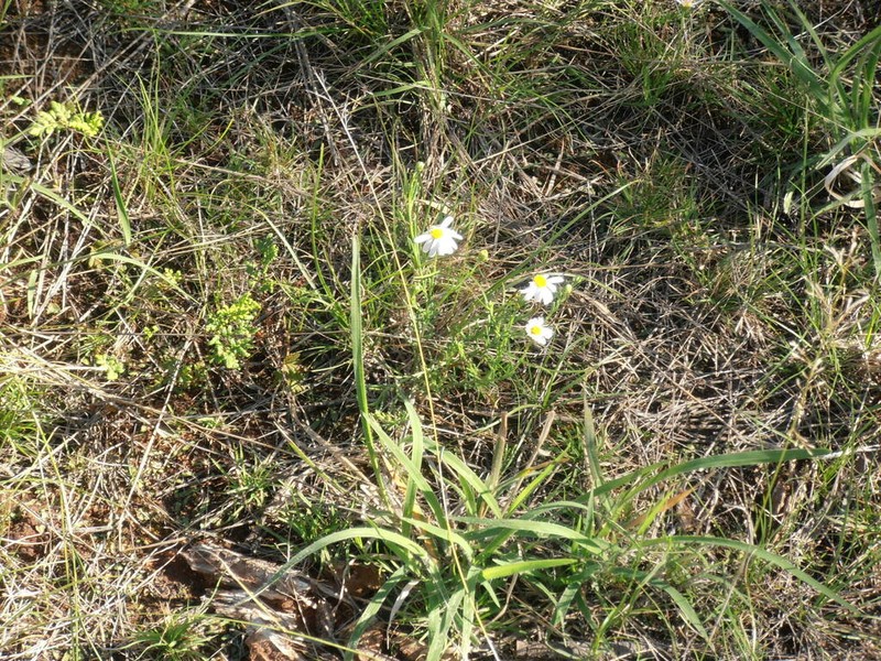 Minuria leptophylla photo 5