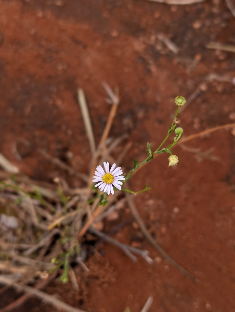 Minuria leptophylla photo 6