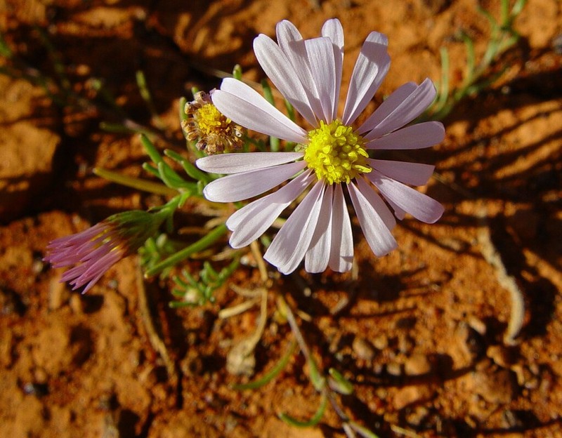 Minuria leptophylla photo 7