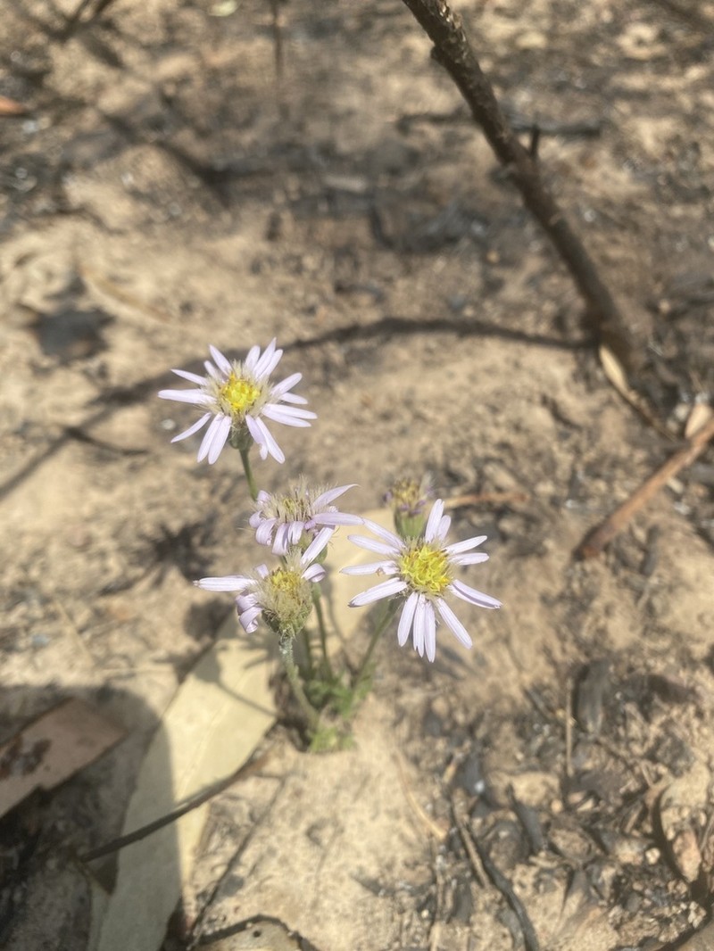 Minuria macrorhiza photo 3