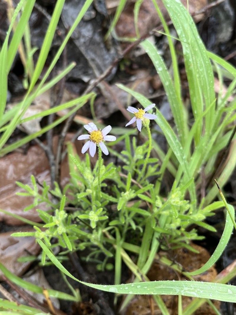 Minuria macrorhiza photo 4