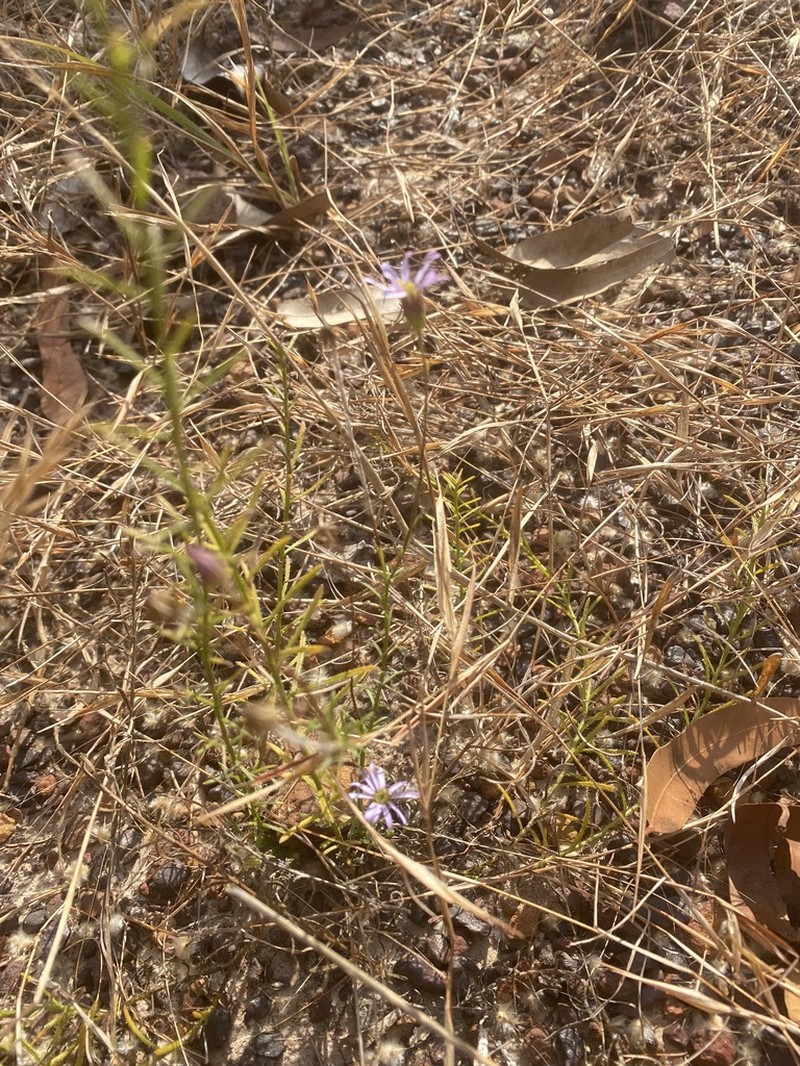 Minuria macrorhiza photo 5