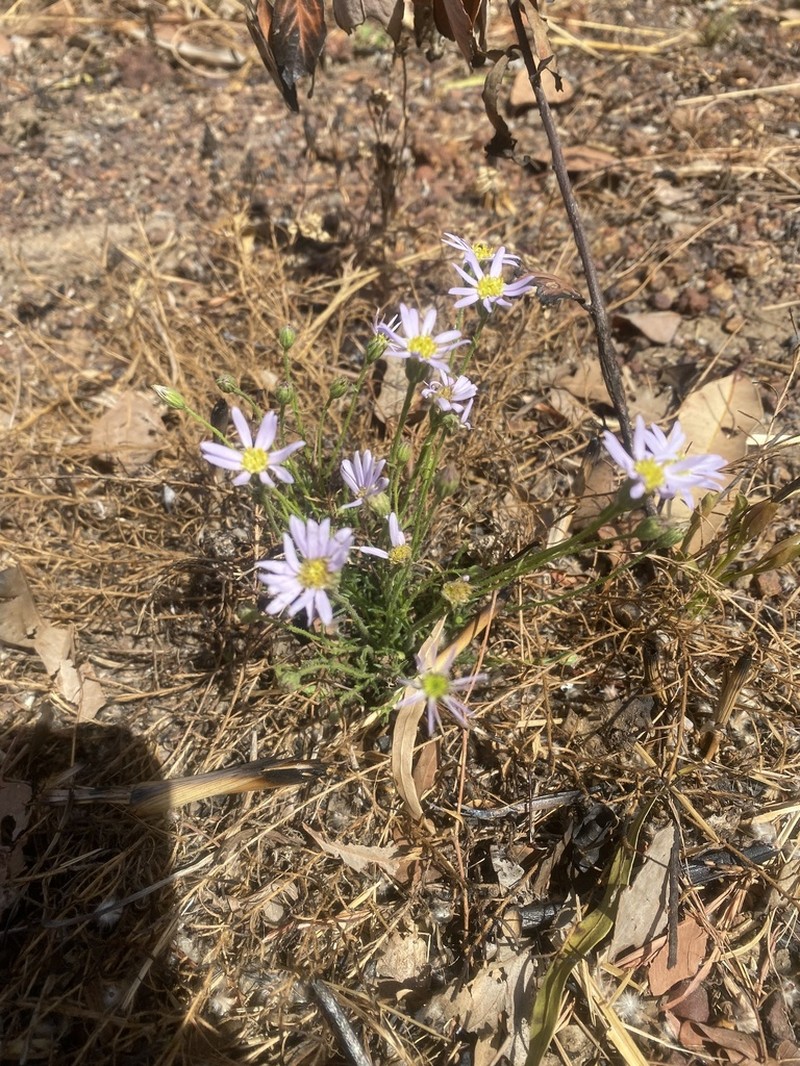 Minuria macrorhiza photo 6