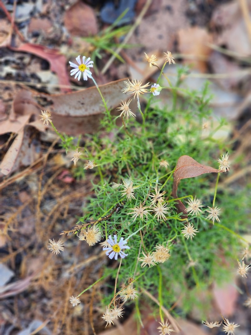 Minuria macrorhiza photo 7