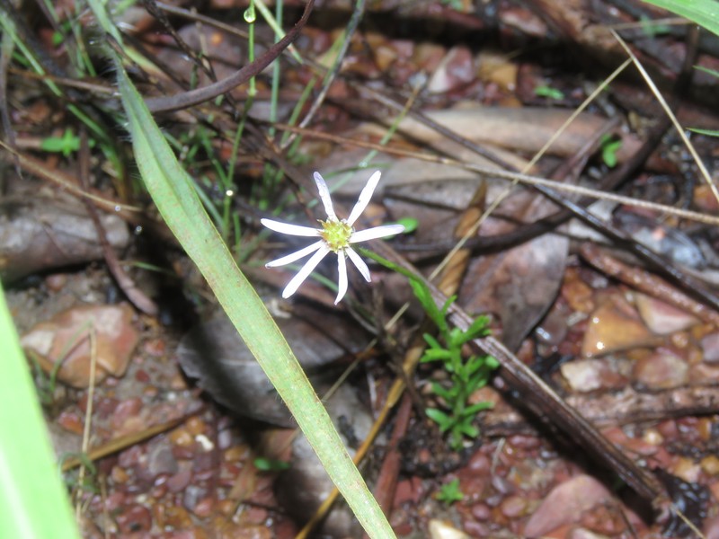 Minuria macrorhiza photo 8