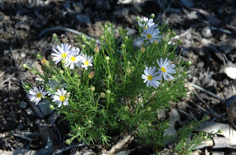 Minuria multiseta