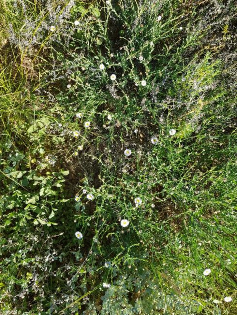Minuria rigida