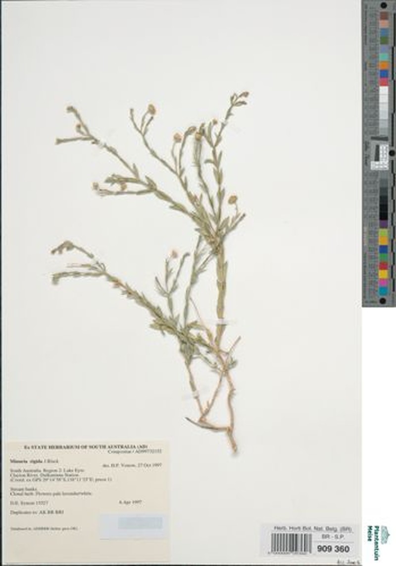 Minuria rigida photo 2