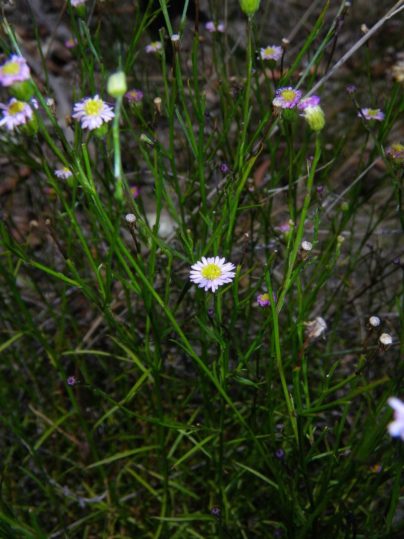 Minuria scoparia photo 2