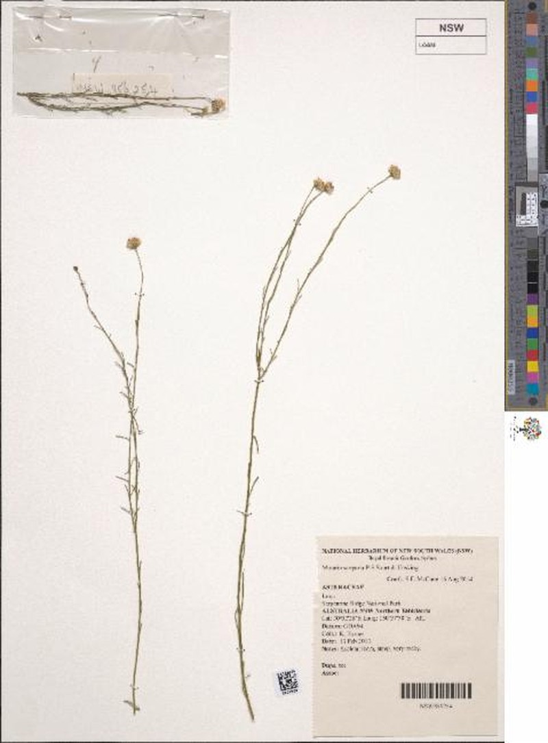 Minuria scoparia photo 3
