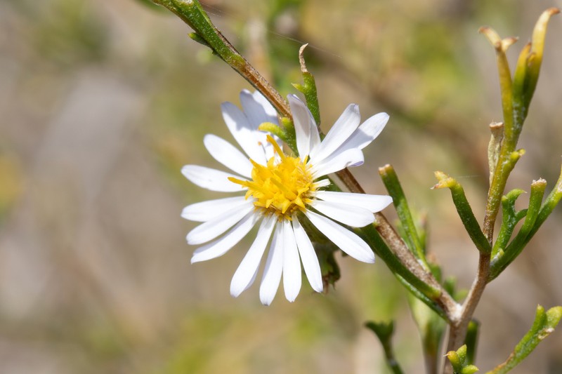 Minuria tridens photo 2