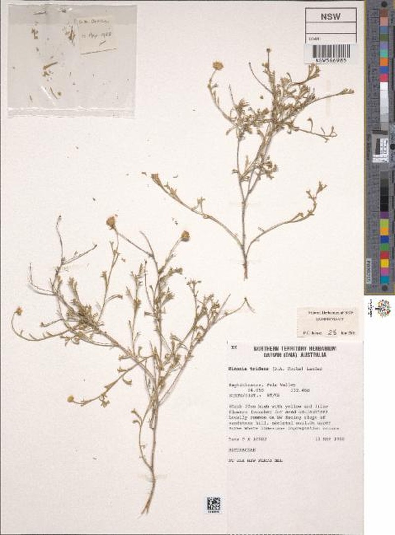 Minuria tridens photo 4