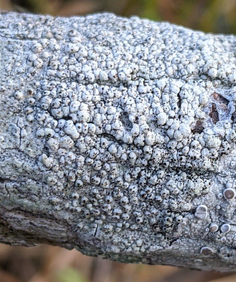 Minutoecipula tuckerae