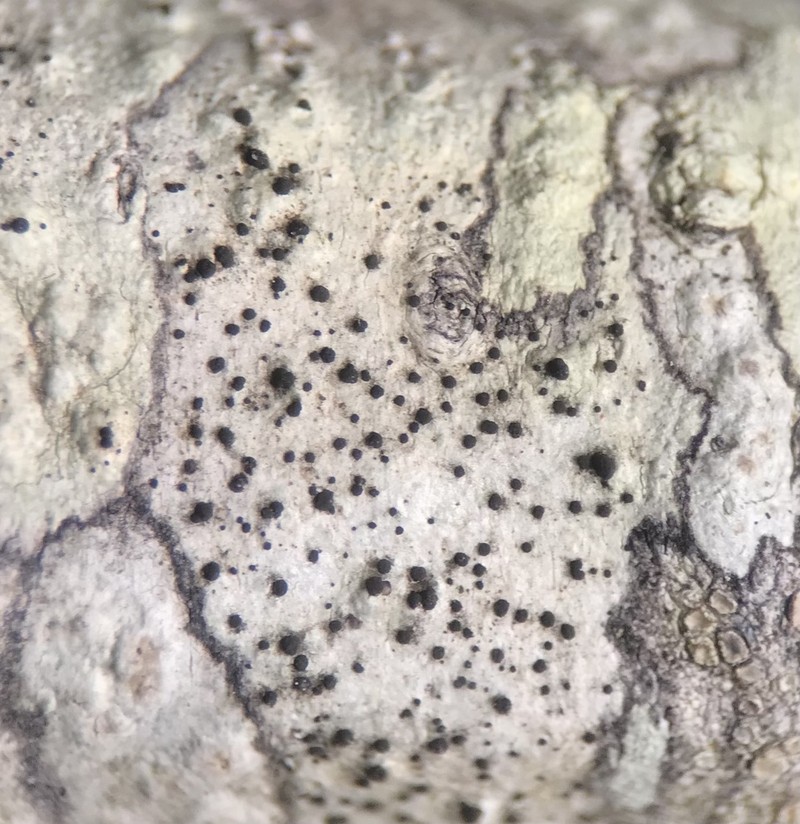 Minutoecipula tuckerae photo 2