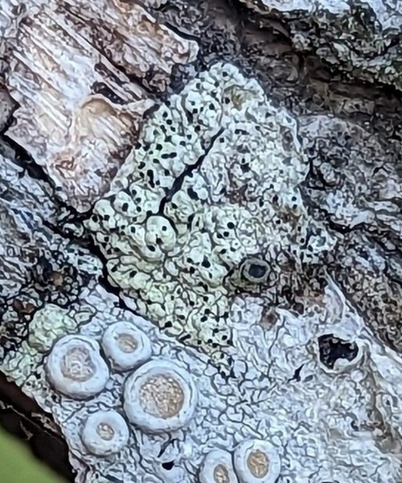 Minutoecipula tuckerae photo 3