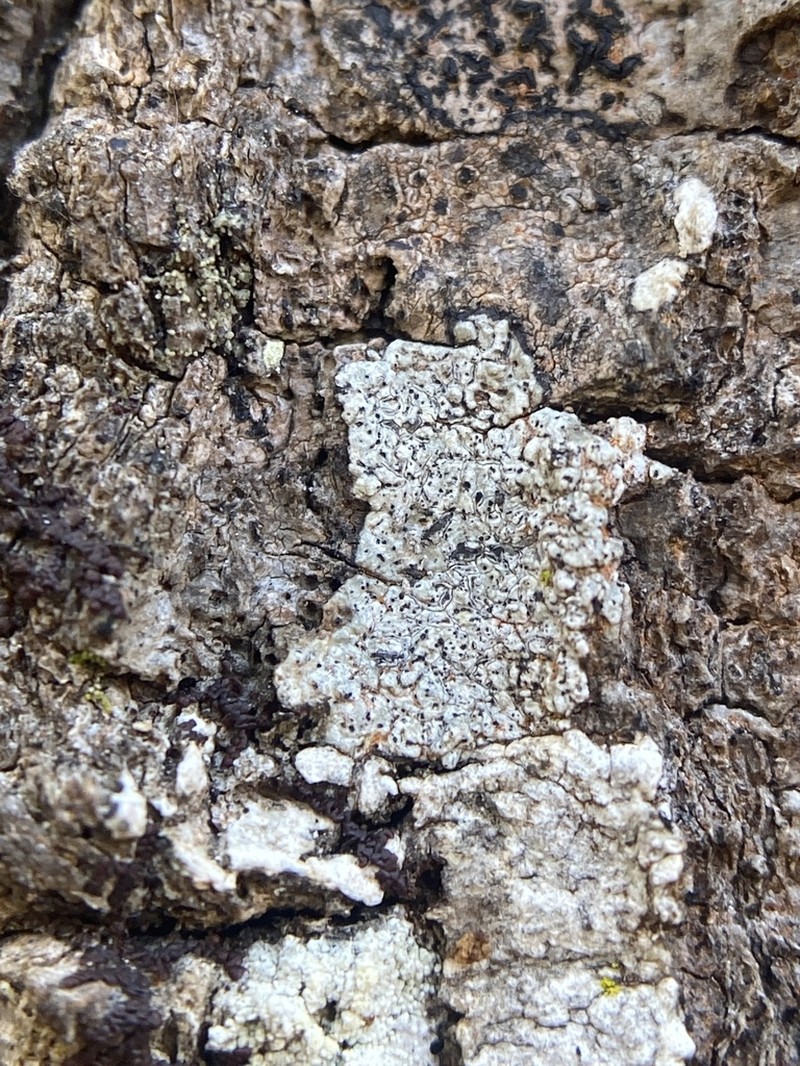 Minutoecipula tuckerae photo 6