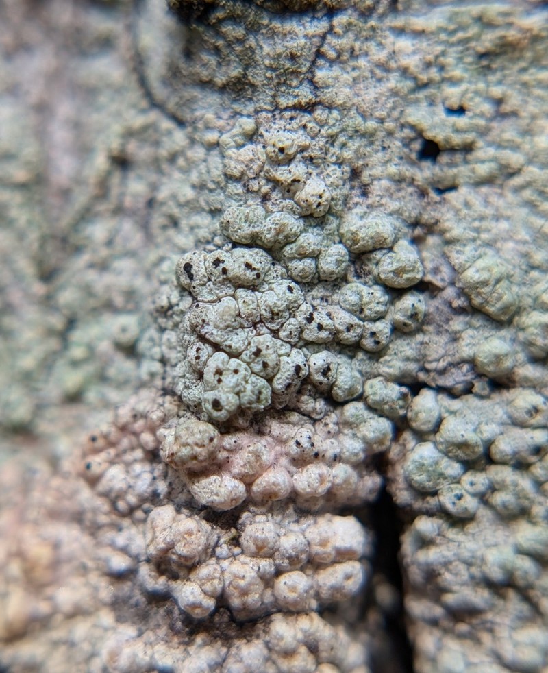Minutoecipula tuckerae photo 7