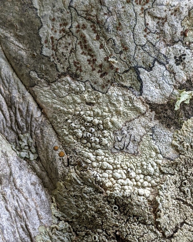 Minutoecipula tuckerae photo 8