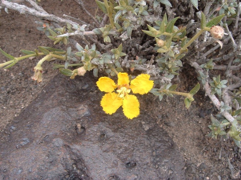 Mionandra fischeri photo 2