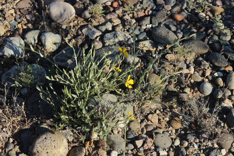 Mionandra fischeri photo 3