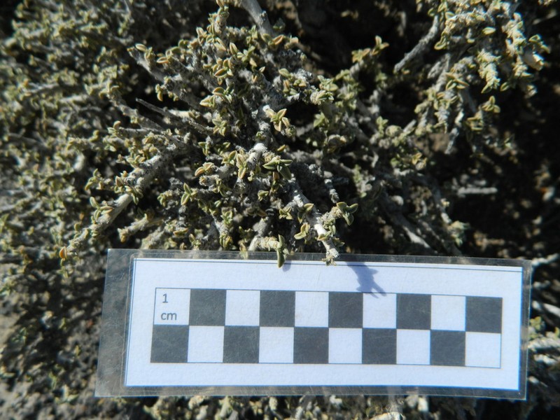 Mionandra fischeri photo 4