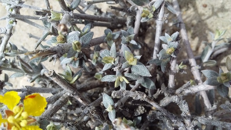 Mionandra fischeri photo 5